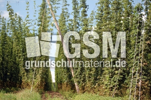 Hopfen_1.JPG